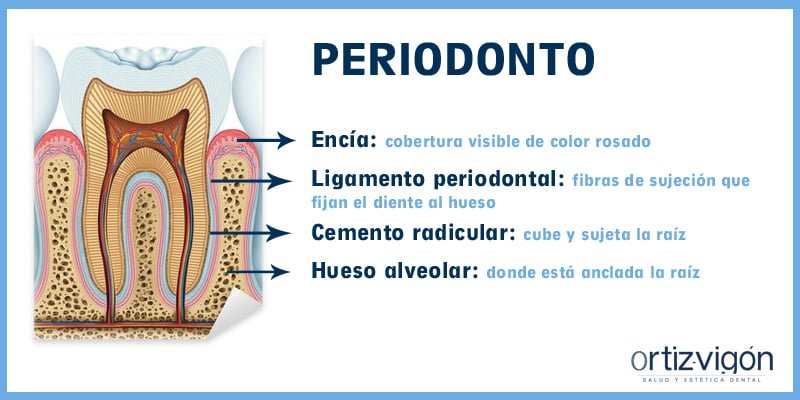 Periodonto: el abc de las enfermedades periodontales